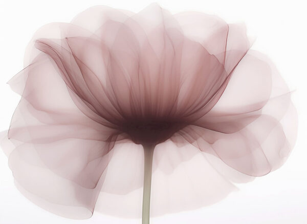 Flor com uma flor transparente Flor com uma flor transparente