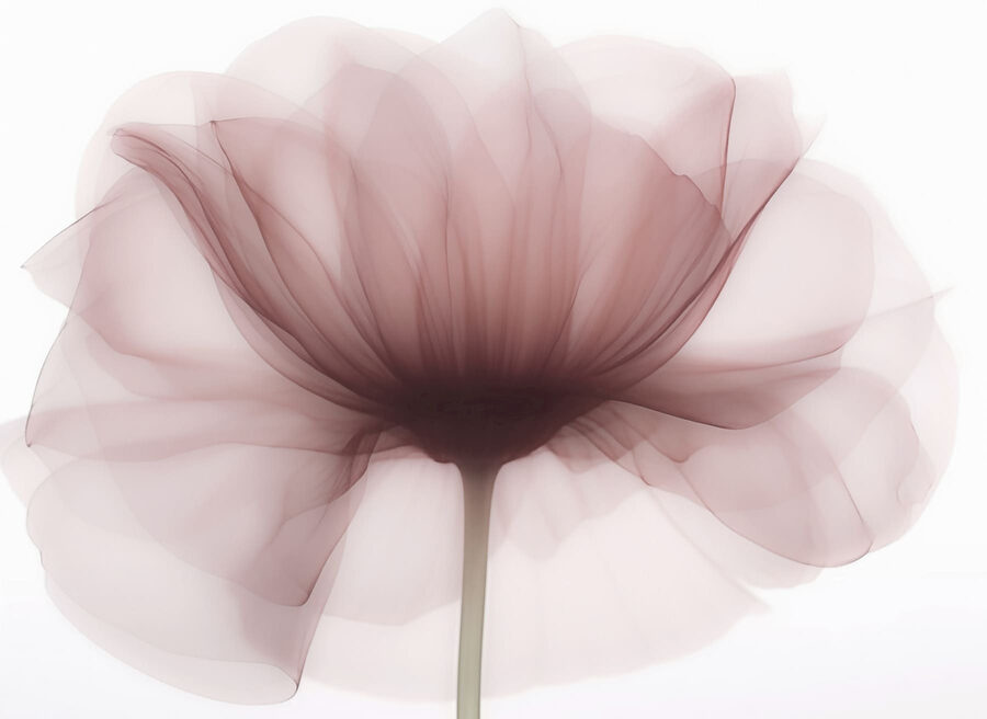 Flor com uma flor transparente