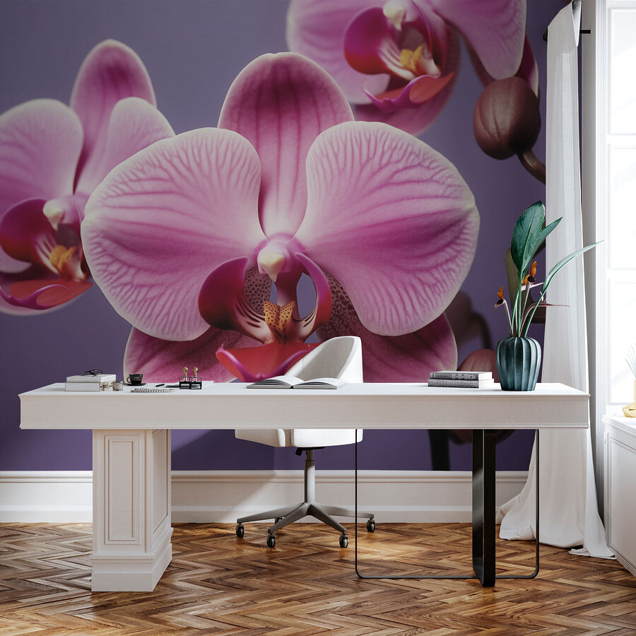 Orquídeas delicadas em tons suaves
