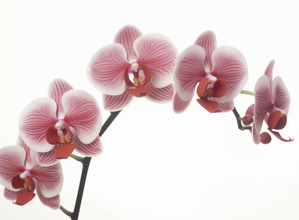 Delicadas orquídeas em suave floração Delicadas orquídeas em suave floração