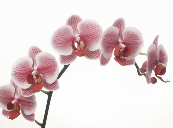 Delicadas orquídeas em suave floração Delicadas orquídeas em suave floração