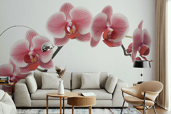Delicadas orquídeas em suave floração Delicadas orquídeas em suave floração