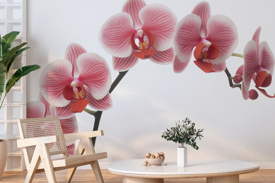 Delicadas orquídeas em suave floração