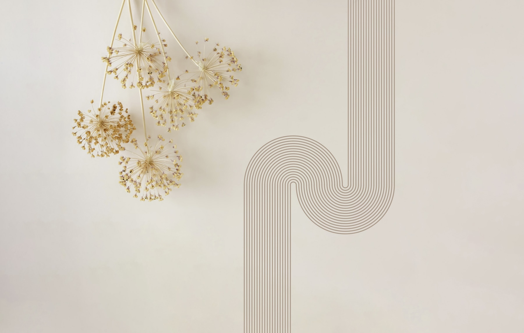 Wall with a bunch of dandelions Wall with a bunch of dandelions