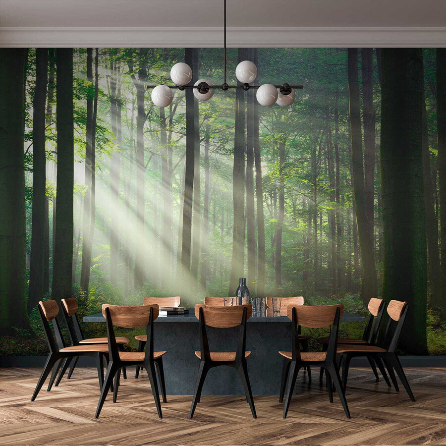 Papel de parede A luz do sol a brilhar através das árvores - Image 11