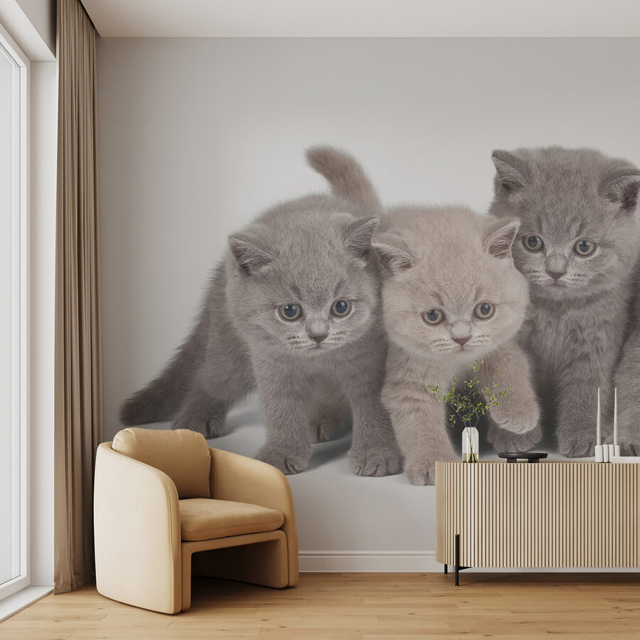 Papel de parede Grupo de gatinhos juntos - Image 3