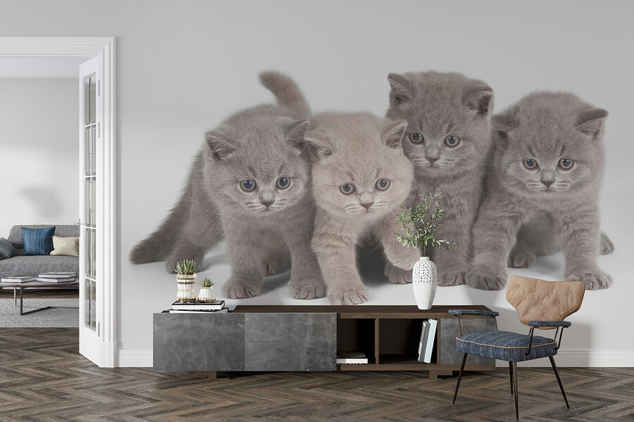 Papel de parede Grupo de gatinhos juntos - Image 4