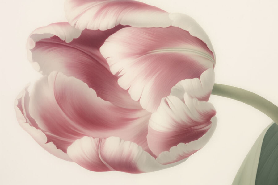 Delicada tulipa cor-de-rosa em flor