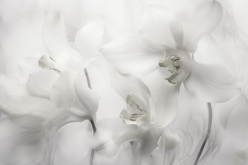Delicadas orquídeas brancas sob uma luz suave Delicadas orquídeas brancas sob uma luz suave
