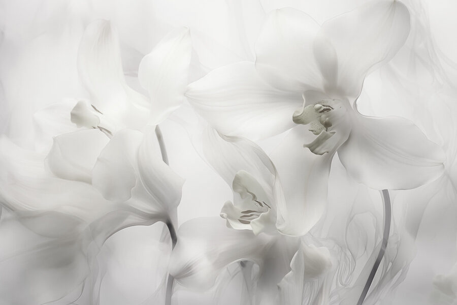 Papel de parede Delicadas orquídeas brancas sob uma luz suave - Image 3