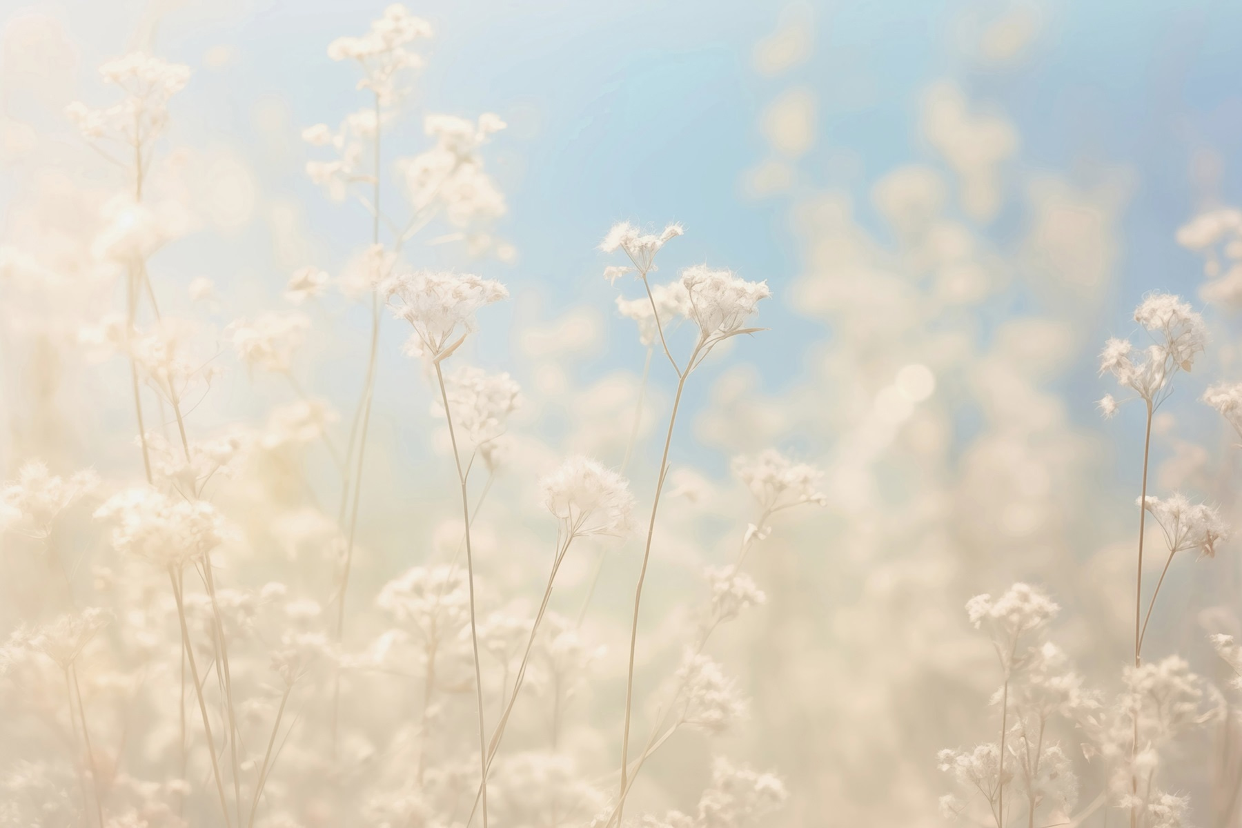 Dreamy flowers in soft sunlight