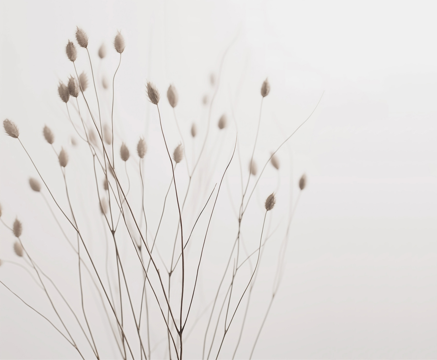 Delicate stems against soft backdrop