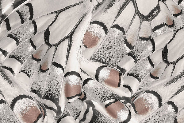 Intricate patterns in delicate fabric