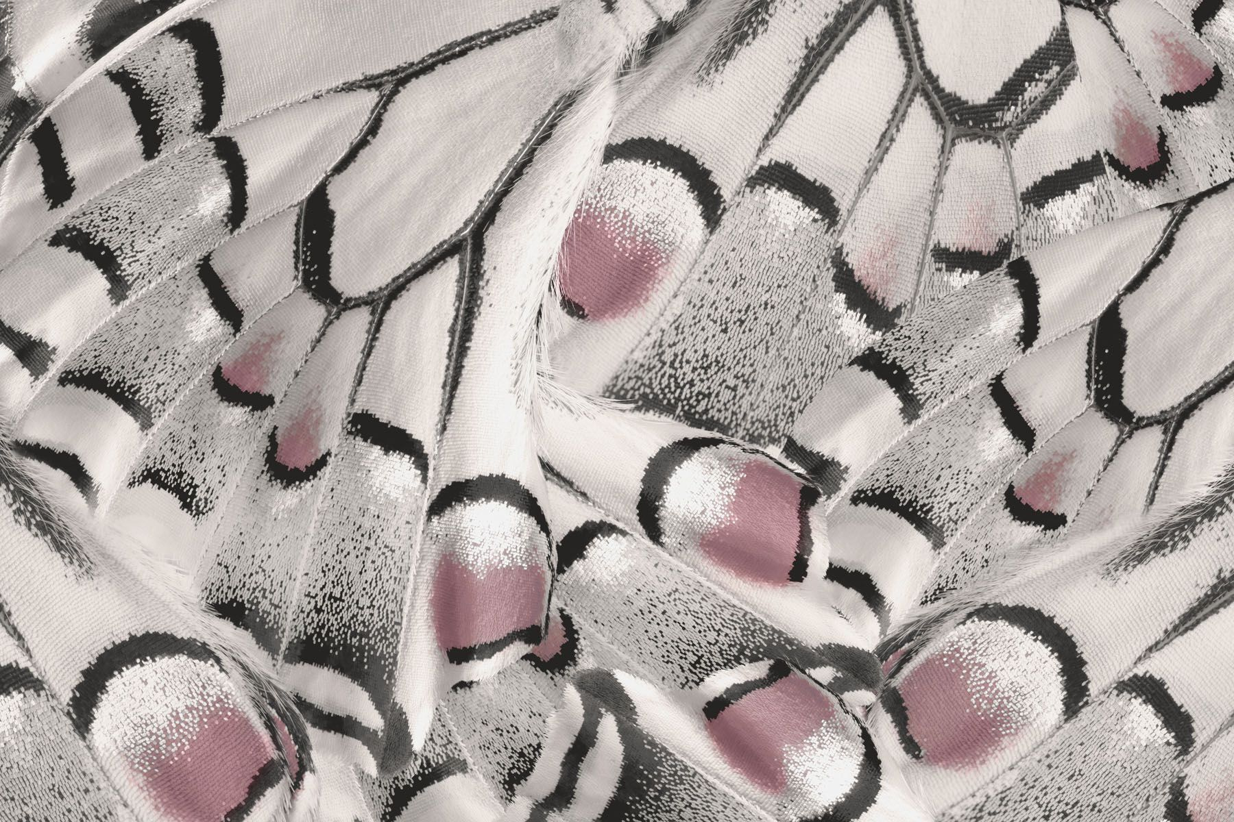 Nature's intricate patterns unfold beautifully