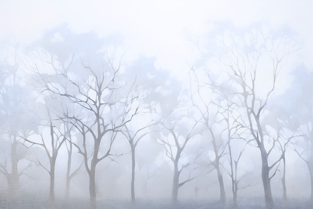 Group of trees in fog Group of trees in fog