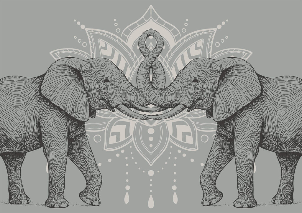 Dois elefantes com as trombas a tocarem-se Dois elefantes com as trombas a tocarem-se