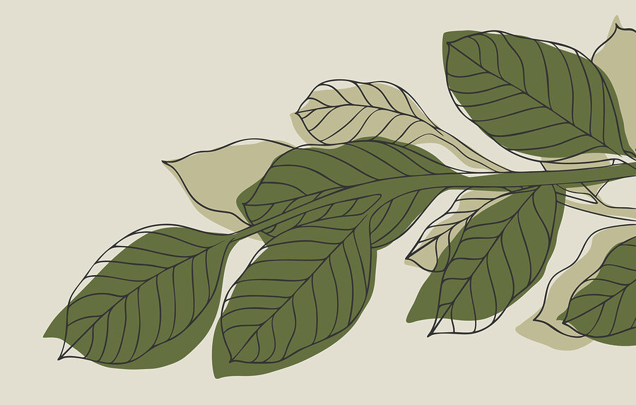 Planta de folha verde com linhas pretas