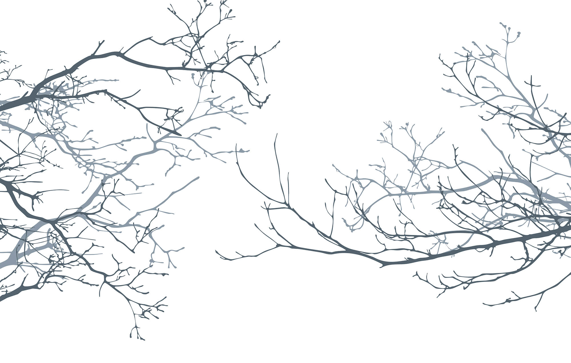 Group of bare branches