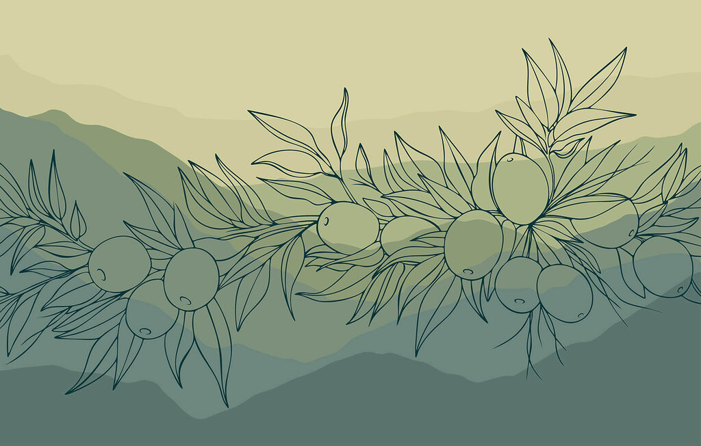 Fotomurais Desenho de um ramo com frutos Fotomurais Desenho de um ramo com frutos