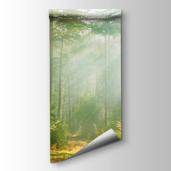 Path through a forest with trees and bushes Path through a forest with trees and bushes