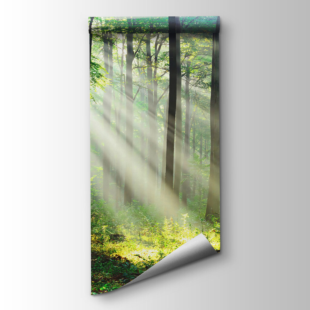 Sunlight shining through trees