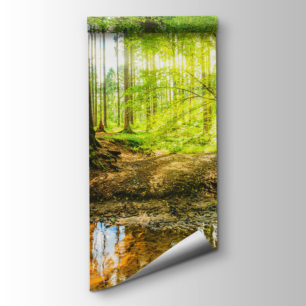 Stream in a forest Stream in a forest