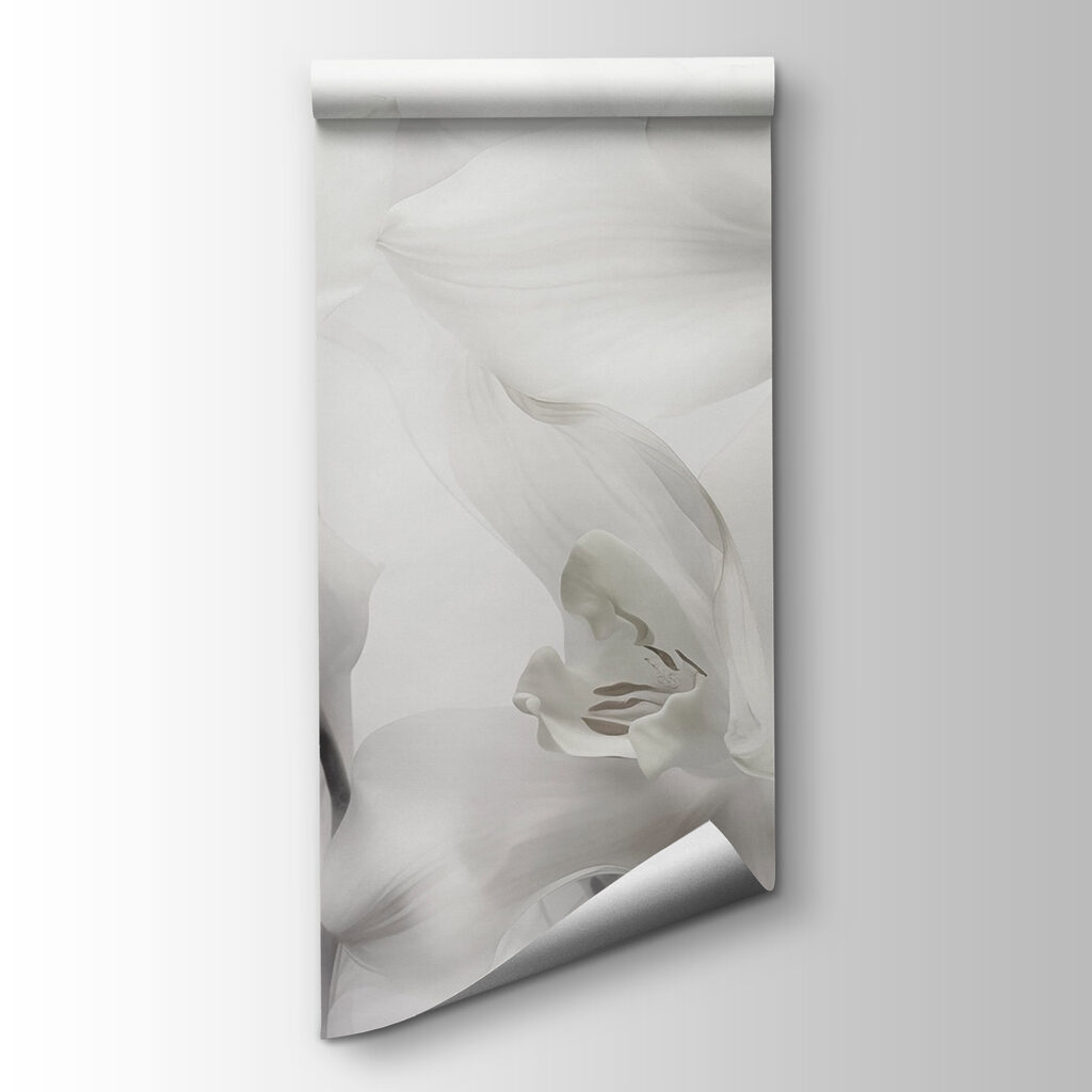 Delicate white orchids in soft light Delicate white orchids in soft light