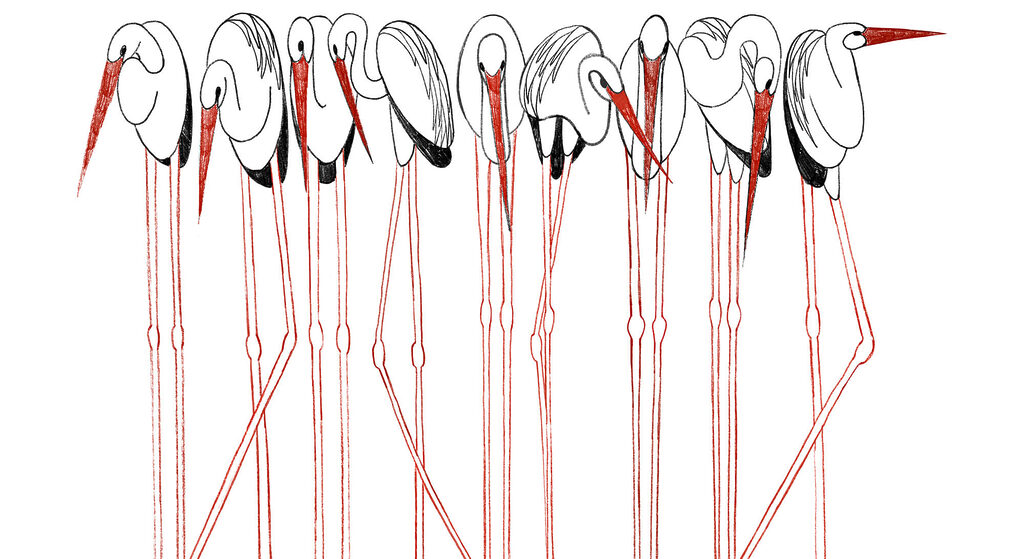 Group of birds with long legs