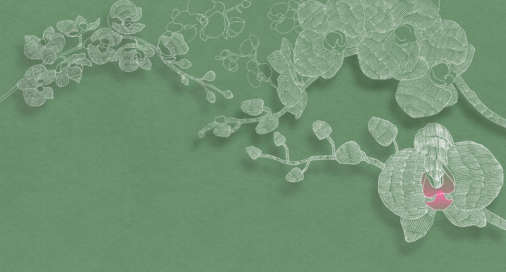 Delicate orchids against a green backdrop