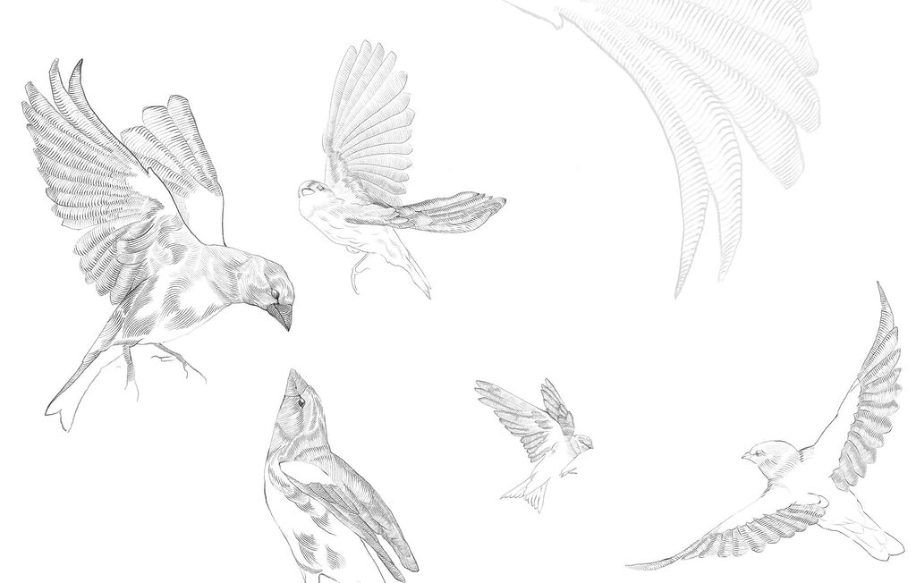 Group of birds with wings Group of birds with wings