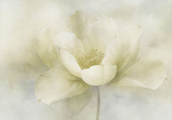 Delicate beauty in soft hues Delicate beauty in soft hues