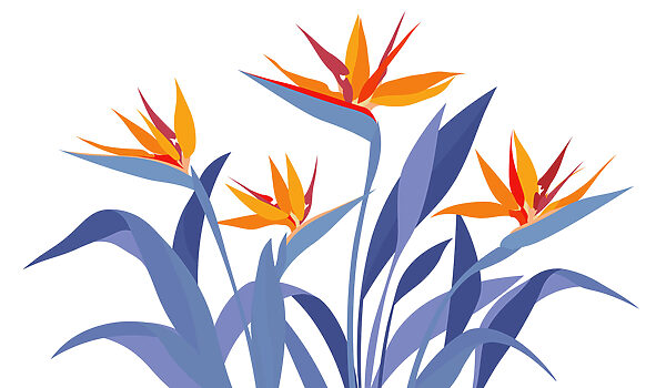 Papel de parede Flores coloridas com folhas (REF: t01139) Papel de parede Flores coloridas com folhas (REF: t01139)
